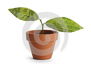 Money Tree