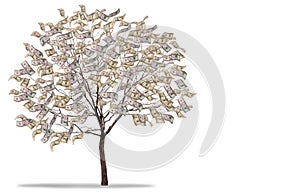 Money Tree on white background