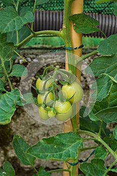 Moneymaker Tomatoes