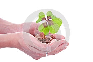 Moneytree grows in hands