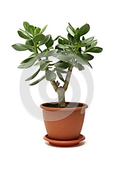 Moneytree in pot