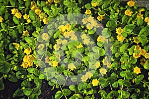 Moneywort, Lysimachia nummularia, Goldilocks plants and yellow flowers lie on sundstone in the garden