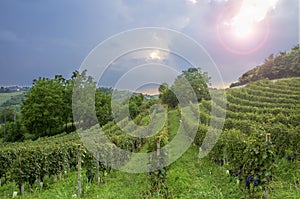 Monferrato: Barbera vineyards backlight. Color image photo