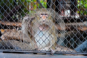 Mongkey in a zoo