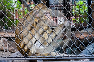 Mongkey in a zoo