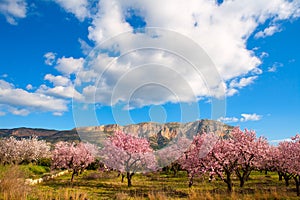 Mongo in Denia Javea in spring with almond tree flowers