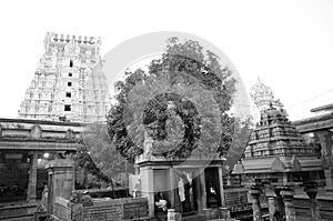 Mongo tree in Ekambrareswarar temple