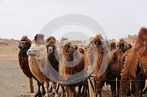 Mongolia Camels