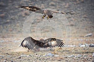 Mongolia, Golden Eagle Festival, Traditional Hunting With Berkut. Two Great Golden Eagles: One Is Sitting On The Prey, The Second
