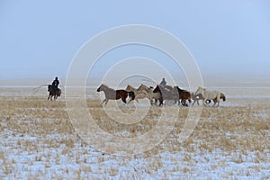 Mongolia horse and rider