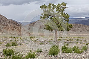 Mongolia landscape. Altai Tavan Bogd National Park in Bayar-Ulgii