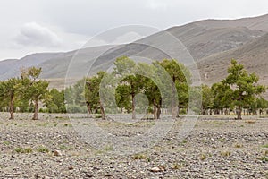 Mongolia landscape. Altai Tavan Bogd National Park in Bayar-Ulgii. Trees grow in the rocky soil of the Mongolian mountains