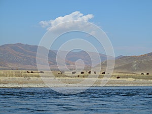 Mongolia landscape - Selenge river