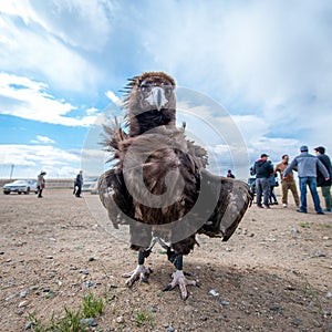 MONGOLIA - May 17, 2015: Specially trained eagle for hunting in mongolian desert near Ulaan-Baator.