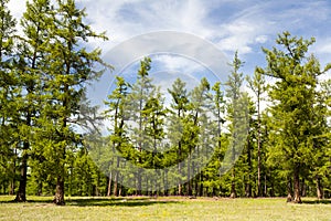 Mongolia's Northern Forests