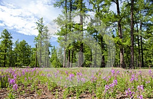 Mongolia's Northern Forests