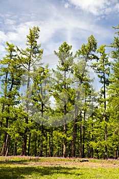 Mongolia's Northern Forests