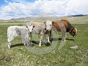 Mongolia sheep - traditional lifestyle and landscape in west Mongolia