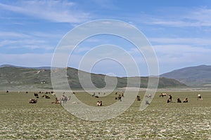 Mongolia Steppe with Camels