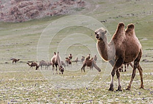Mongolia Steppe with Herd of Camel