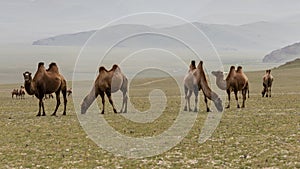 Mongolia Steppe with Herd of Camels