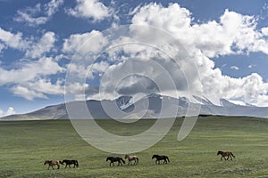 Mongolia Steppe with Herd of Horses