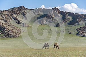 Mongolia Steppe with two Camels