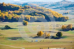 The Mongolia yurt and animals on the autumn prairie