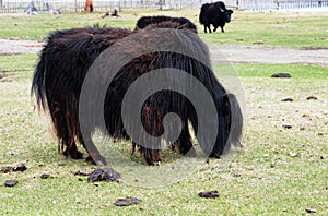 Mongolia â€“ yak