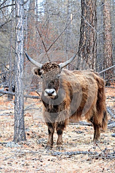 Mongolia â€“ yak