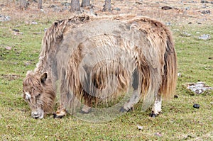 Mongolia â€“ yak