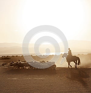 Mongolian boy drove herd of sheeps