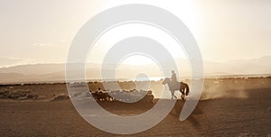 Mongolian boy drove herd of sheeps