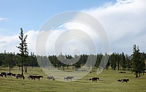 Mongolian cattle