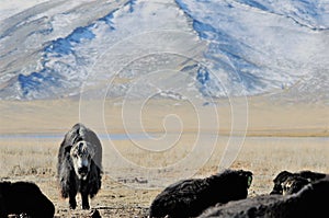 Mongolian cow in the mountains during the golden eagle festival photo