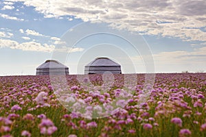 Mongolian field