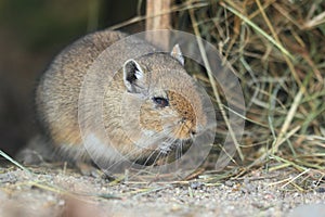 Mongolian gerbil photo