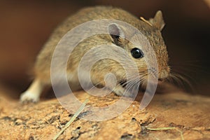 Mongolian gerbil