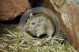 Mongolian Gerbil photo