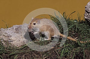 Mongolian gerbil, Meriones unguiculatus