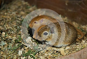 Mongolian gerbil meriones unguiculatus