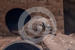 Mongolian gerbil Meriones unguiculatus or called desert rats is a small mammal