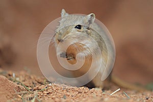 Mongolian gerbil