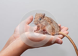 Mongolian gerbils (Meriones) as a pet