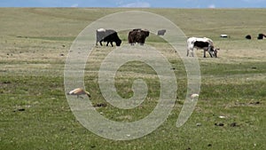 Mongolian herd of yaks cows bulls sarlyks grunting ox farm animals on pasture.