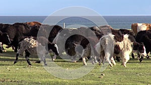 Mongolian herd of yaks cows bulls sarlyks grunting ox farm animals on pasture.