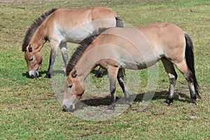 Mongolian horse grazing green grass