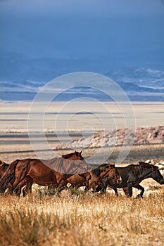 Mongolian horse in Mongolian steppe. Symbol of nomadic life