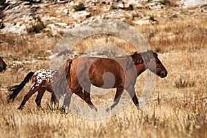 Mongolian horse in Mongolian steppe. Symbol of nomadic life