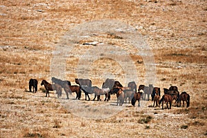 Mongolian horse in Mongolian steppe. Symbol of nomadic life